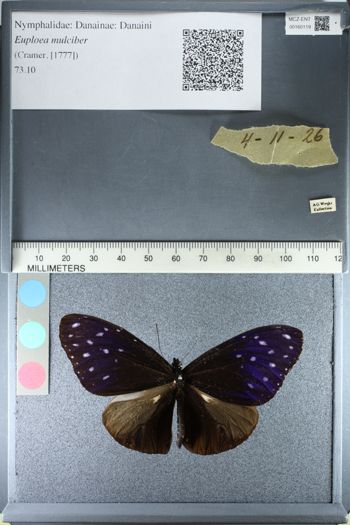 Media type: image;   Entomology 160119